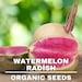 Watermelon Radish, 50 Count Watermelon Radish Seeds,high Germination, For Garden And Potted,non-gmo Heirloom,-raphanus Sativus