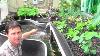 What Is Aquaponics How It Works U0026 Why An Aquaponic Setup Can Fail