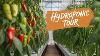 What S Growing In My Hydroponic Greenhouse Full Garden Tour