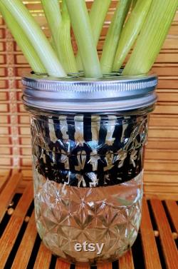 WhattaOnion Hydroponic Kit incudes 16oz WIDE Mouth Mason Jar