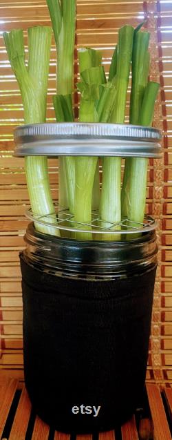 WhattaOnion Hydroponic Kit incudes 16oz WIDE Mouth Mason Jar