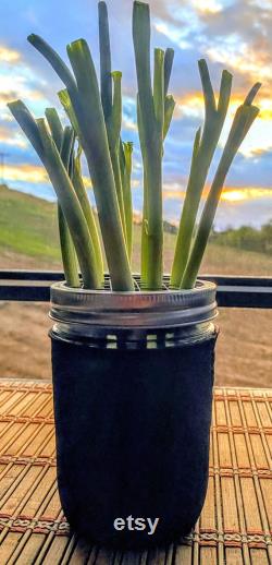 WhattaOnion Hydroponic Kit incudes 16oz WIDE Mouth Mason Jar