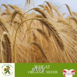 Wheat Organic Seeds, 300 Count Wheat Seed, Wheat Plant Seeds for Garden and Pot, Non-GMO Heirloom, Open Pollination