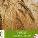 Wheat Organic Seeds, 300 Count Wheat Seed, Wheat Plant Seeds For Garden And Pot, Non-gmo Heirloom, Open Pollination