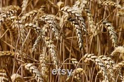 Wheat Organic Seeds, 300 Count Wheat Seed, Wheat Plant Seeds for Garden and Pot, Non-GMO Heirloom, Open Pollination