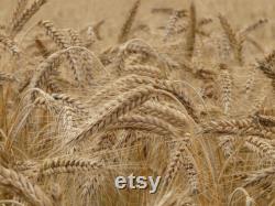 Wheat Organic Seeds, 300 Count Wheat Seed, Wheat Plant Seeds for Garden and Pot, Non-GMO Heirloom, Open Pollination
