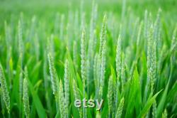 Wheat Organic Seeds, 300 Count Wheat Seed, Wheat Plant Seeds for Garden and Pot, Non-GMO Heirloom, Open Pollination