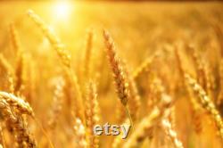 Wheat Organic Seeds, 300 Count Wheat Seed, Wheat Plant Seeds for Garden and Pot, Non-GMO Heirloom, Open Pollination