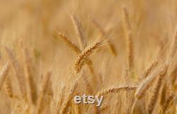 Wheat Organic Seeds, 300 Count Wheat Seed, Wheat Plant Seeds for Garden and Pot, Non-GMO Heirloom, Open Pollination