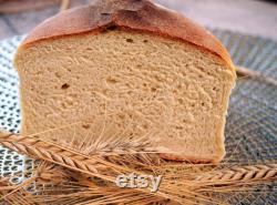 Wheat Organic Seeds, 300 Count Wheat Seed, Wheat Plant Seeds for Garden and Pot, Non-GMO Heirloom, Open Pollination