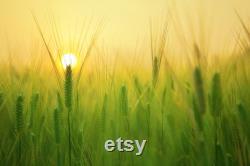 Wheat Organic Seeds, 300 Count Wheat Seed, Wheat Plant Seeds for Garden and Pot, Non-GMO Heirloom, Open Pollination