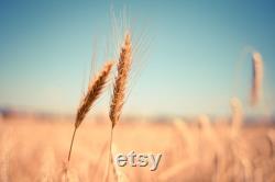 Wheat Organic Seeds, 300 Count Wheat Seed, Wheat Plant Seeds for Garden and Pot, Non-GMO Heirloom, Open Pollination