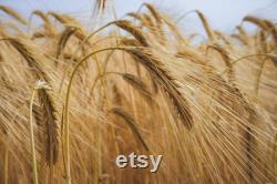 Wheat Organic Seeds, 300 Count Wheat Seed, Wheat Plant Seeds for Garden and Pot, Non-GMO Heirloom, Open Pollination