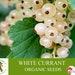 White Currant Organic Seeds, 10 Count White Currant Seed, Blackcurrant Plant Seeds For Pot And Garden, Non-gmo Heirloom, Open Pollination