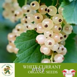 White Currant Organic Seeds, 10 Count White Currant Seed, Blackcurrant Plant Seeds for Pot and Garden, Non-GMO Heirloom, Open Pollination