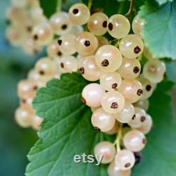 White Currant Organic Seeds, 10 Count White Currant Seed, Blackcurrant Plant Seeds for Pot and Garden, Non-GMO Heirloom, Open Pollination