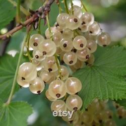 White Currant Organic Seeds, 10 Count White Currant Seed, Blackcurrant Plant Seeds for Pot and Garden, Non-GMO Heirloom, Open Pollination
