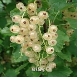 White Currant Organic Seeds, 10 Count White Currant Seed, Blackcurrant Plant Seeds for Pot and Garden, Non-GMO Heirloom, Open Pollination