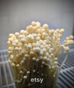 White Enoki Enokitake Mushroom Liquid Culture, Flammulina filiformis