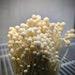 White Enoki Enokitake Mushroom Liquid Culture, Flammulina Filiformis