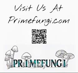 White Enoki Enokitake Mushroom Liquid Culture, Flammulina filiformis