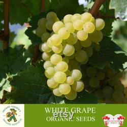 White Grape Organic Seeds, 10 Count White Grape Seed, Sweet Grape Plant Seeds for Garden and Pot, Non-GMO Heirloom, Open Pollination