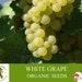White Grape Organic Seeds, 10 Count White Grape Seed, Sweet Grape Plant Seeds For Garden And Pot, Non-gmo Heirloom, Open Pollination