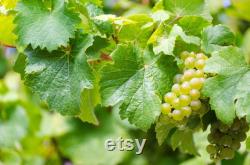 White Grape Organic Seeds, 10 Count White Grape Seed, Sweet Grape Plant Seeds for Garden and Pot, Non-GMO Heirloom, Open Pollination