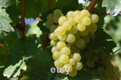 White Grape Organic Seeds, 10 Count White Grape Seed, Sweet Grape Plant Seeds for Garden and Pot, Non-GMO Heirloom, Open Pollination