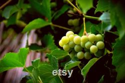White Grape Organic Seeds, 10 Count White Grape Seed, Sweet Grape Plant Seeds for Garden and Pot, Non-GMO Heirloom, Open Pollination