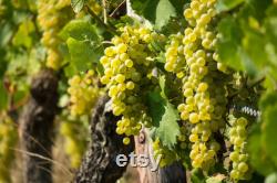 White Grape Organic Seeds, 10 Count White Grape Seed, Sweet Grape Plant Seeds for Garden and Pot, Non-GMO Heirloom, Open Pollination