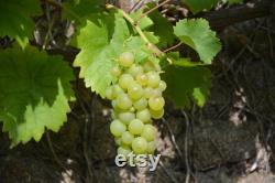 White Grape Organic Seeds, 10 Count White Grape Seed, Sweet Grape Plant Seeds for Garden and Pot, Non-GMO Heirloom, Open Pollination