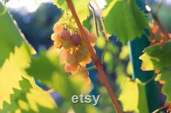 White Grape Organic Seeds, 10 Count White Grape Seed, Sweet Grape Plant Seeds for Garden and Pot, Non-GMO Heirloom, Open Pollination