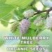 White Mulberry Organic Seeds, 5 Count Organic White Mulberry Heirloom Seeds,for Container Gardening, Gardening And Potting,open Pollination