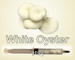 White Oyster Mushroom Liquid Culture