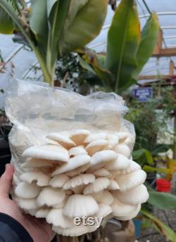 White Oyster Mushroom Liquid Culture