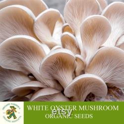 White Oyster Mushroom Organic Seeds, 50 Count White Oyster Mushroom Seeds, Home Gardening, High Germination, Easy to Grow, Non-GMO Heirloom