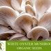 White Oyster Mushroom Organic Seeds, 50 Count White Oyster Mushroom Seeds, Home Gardening, High Germination, Easy To Grow, Non-gmo Heirloom