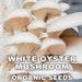 White Oyster Mushroom Organic Seeds, 50 Count White Oyster Mushroom Seeds, Home Gardening, High Germination, For Garden And Pot, Non-gmo