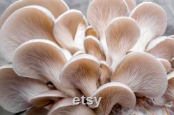 White Oyster Mushroom Organic Seeds, 50 Count White Oyster Mushroom Seeds, Home Gardening, High Germination, Easy to Grow, Non-GMO Heirloom