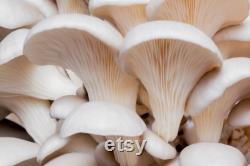 White Oyster Mushroom Organic Seeds, 50 Count White Oyster Mushroom Seeds, Home Gardening, High Germination, Easy to Grow, Non-GMO Heirloom