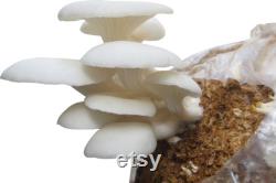 White Oyster Mushroom Organic Seeds, 50 Count White Oyster Mushroom Seeds, Home Gardening, High Germination, Easy to Grow, Non-GMO Heirloom