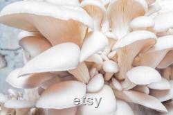 White Oyster Mushroom Organic Seeds, 50 Count White Oyster Mushroom Seeds, Home Gardening, High Germination, Easy to Grow, Non-GMO Heirloom