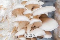 White Oyster Mushroom Organic Seeds, 50 Count White Oyster Mushroom Seeds, Home Gardening, High Germination, Easy to Grow, Non-GMO Heirloom
