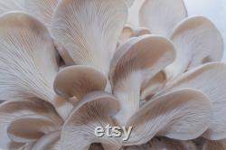 White Oyster Mushroom Organic Seeds, 50 Count White Oyster Mushroom Seeds, Home Gardening, High Germination, Easy to Grow, Non-GMO Heirloom