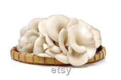 White Oyster Mushroom Organic Seeds, 50 Count White Oyster Mushroom Seeds, Home Gardening, High Germination, Easy to Grow, Non-GMO Heirloom