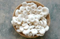 White Oyster Mushroom Organic Seeds, 50 Count White Oyster Mushroom Seeds, Home Gardening, High Germination, Easy to Grow, Non-GMO Heirloom