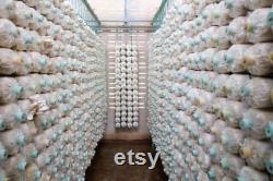 White Oyster Mushroom Organic Seeds, 50 Count White Oyster Mushroom Seeds, Home Gardening, High Germination, Easy to Grow, Non-GMO Heirloom