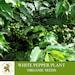 White Pepper Plant Organic Seeds, 25 Count White Colored Black Pepper Plant Seed, Black Pepper Plant For Pot And Garden, Non-gmo-heirloom
