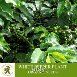 White Pepper Plant Organic Seeds, 25 Count White Colored Black Pepper Plant Seed, Black Pepper Plant for Pot and Garden, Non-GMO-Heirloom